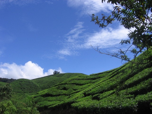 cameron highlands