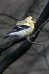 American Goldfinch, Czyz Czarnoczelny