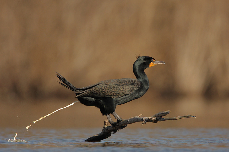 kormoran