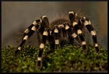 Giant Whiteknee Bird Eater