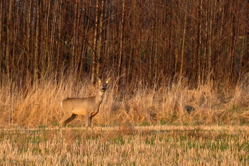 ciekawość