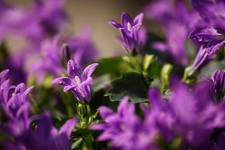 Dzwonek szerokolistny (Campanula latifolia)