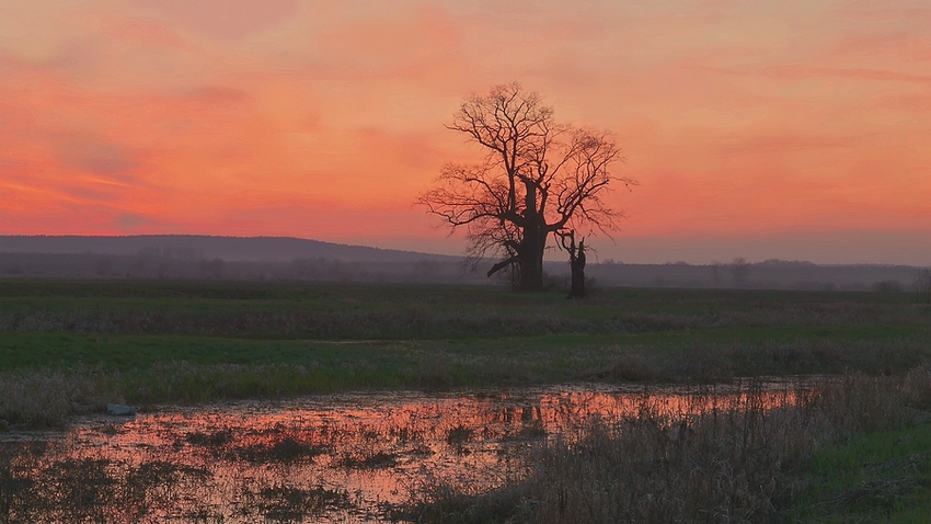 Starżnik