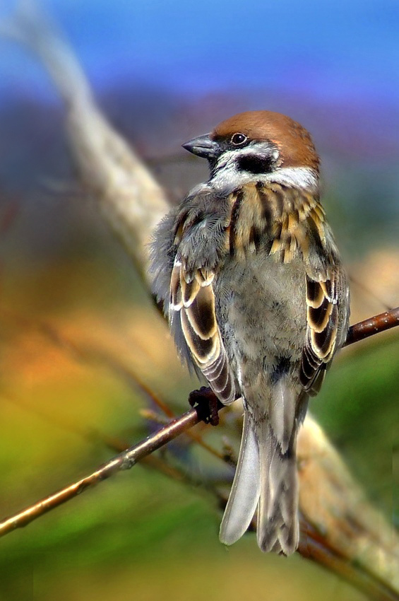 Passer montanus