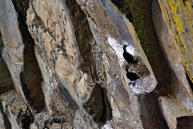 Pisanka od Phalacrocorax carbo carbo