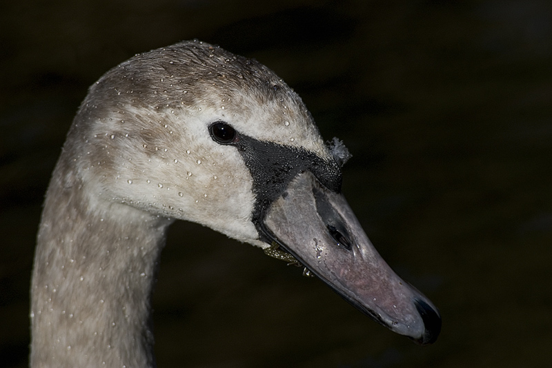 Łabędź