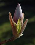 wielkanocna magnolia