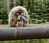 Gibbon