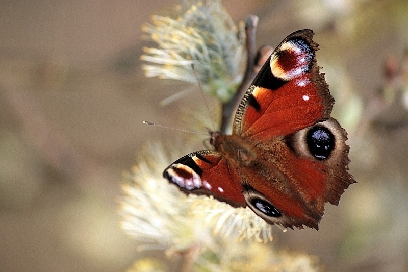 motyl