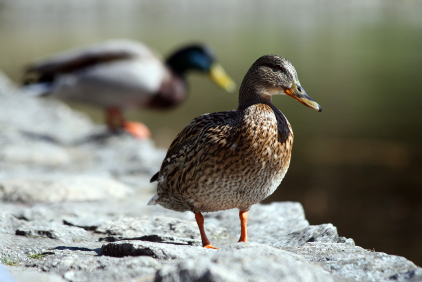 kacka, uśmiechnij się!