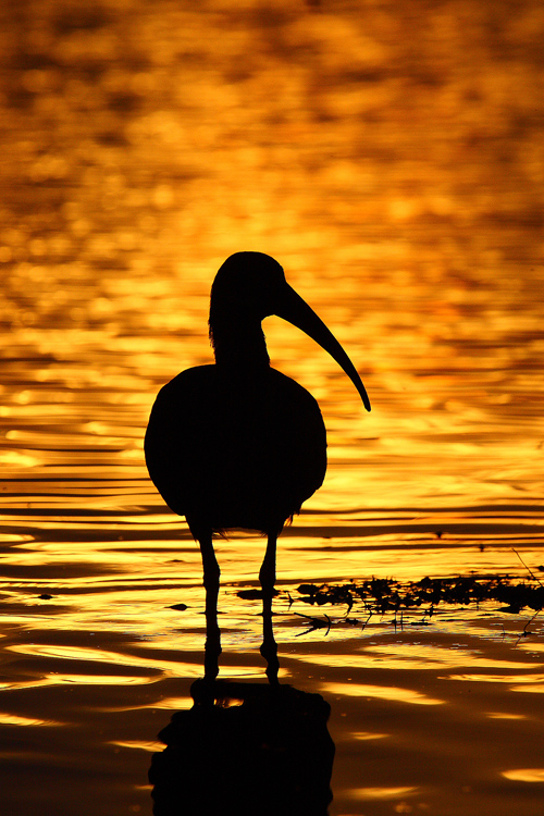 Ibis