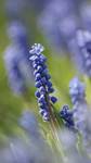 muscari