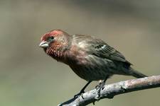 House Finch, carpodacus mexicanus, Dziwonia cynobrowa