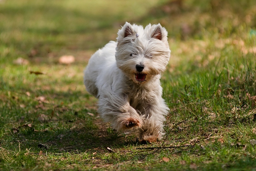 Happy Dog