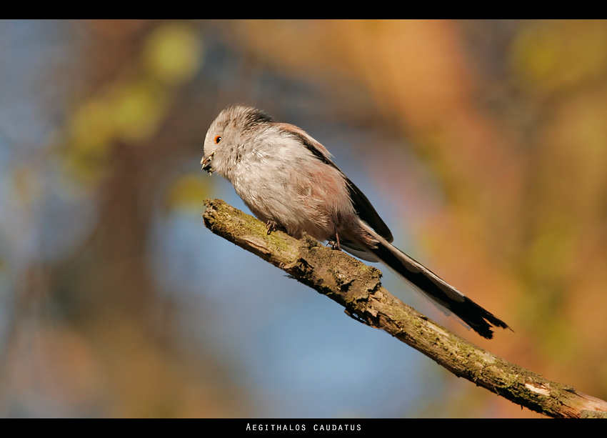 Raniuszek białogłowy (Aegithalos caudatus causatus)