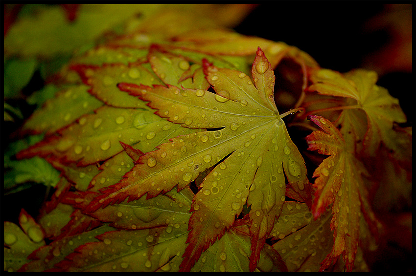 Klon palmowy - Acer palmatum