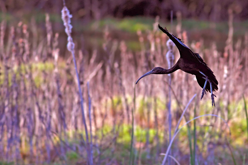 ibis