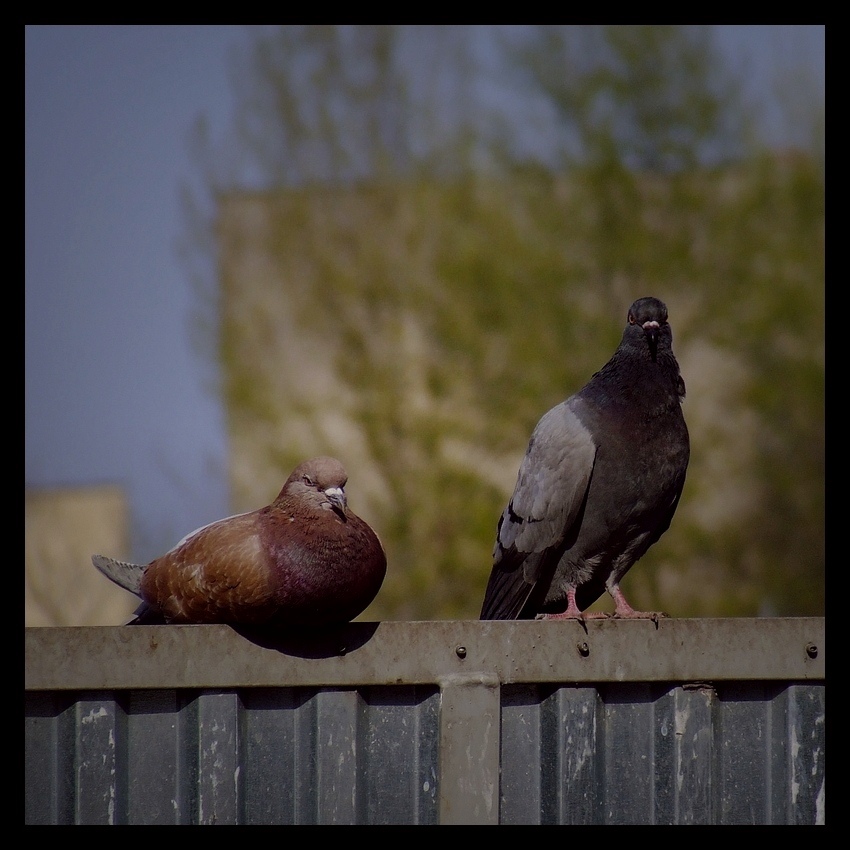 Evil Slum Pigeon