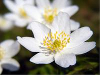 Anemone nemorosa