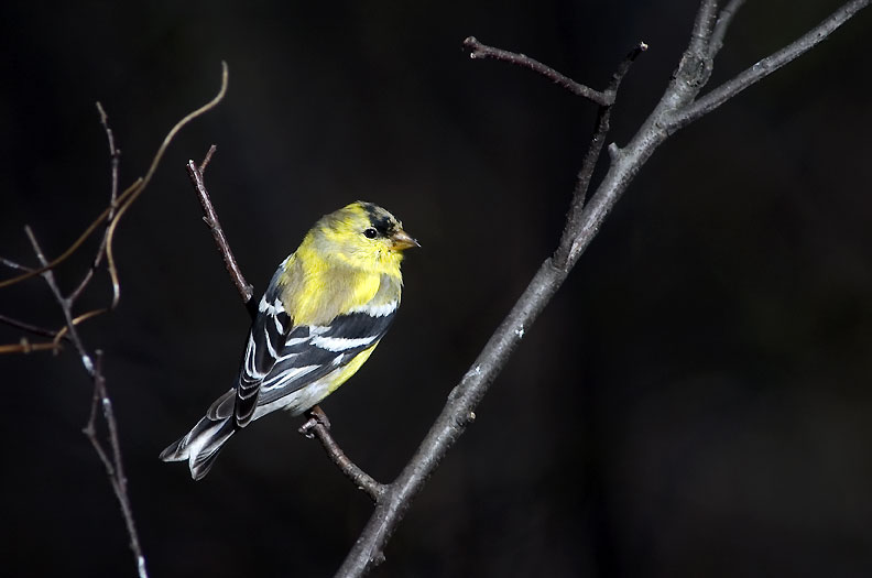 American Goldfinch, Czyz Czarnoczelny