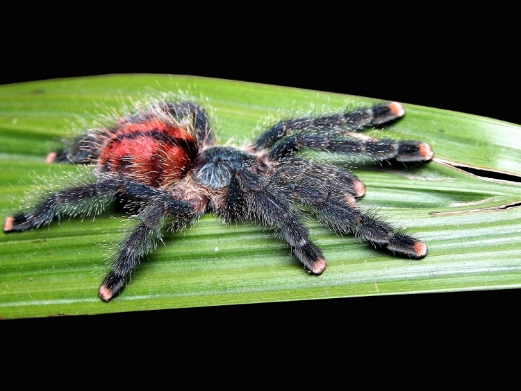 Avicularia metallica L6