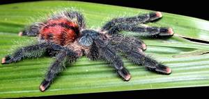 Avicularia metallica L6