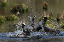 Łyska Fulica atra