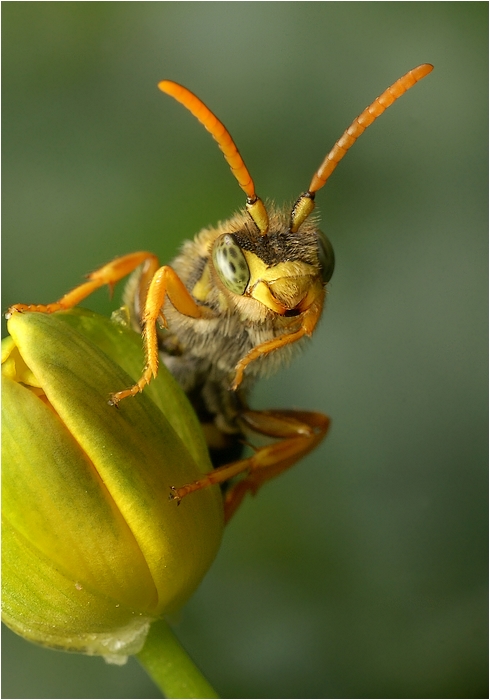 Koczownica