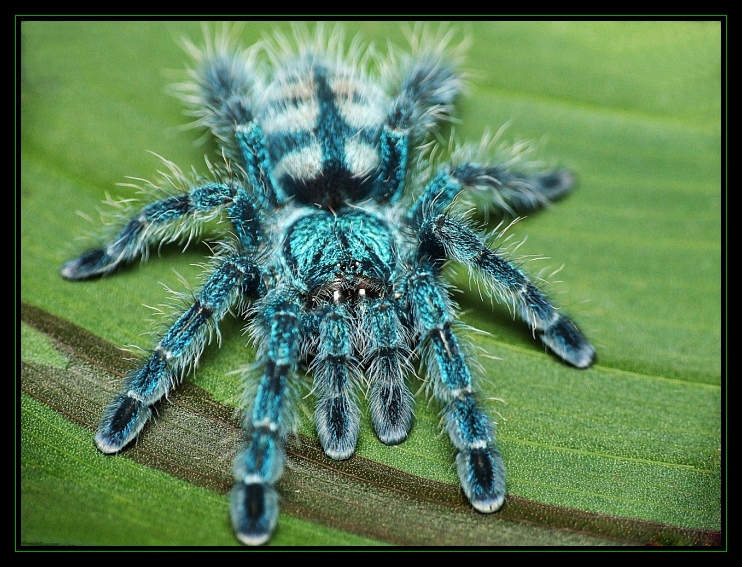 Avicularia versicolor L4