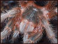 Grammostola rosea L3