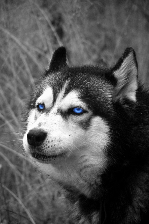 Husky