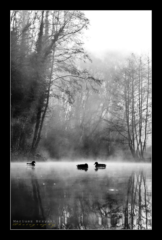 Fog on Lake