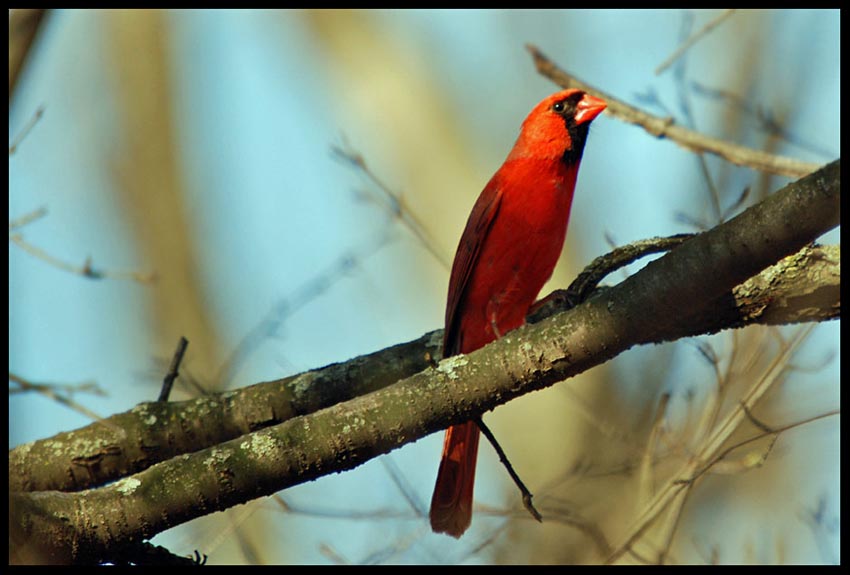 Cardinal