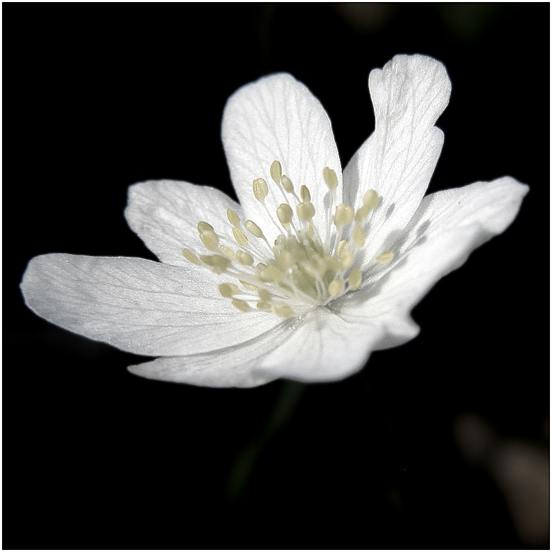 Anemone nemorosa. Solo.