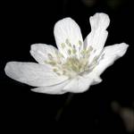 Anemone nemorosa. Solo.