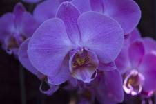 orchid 2