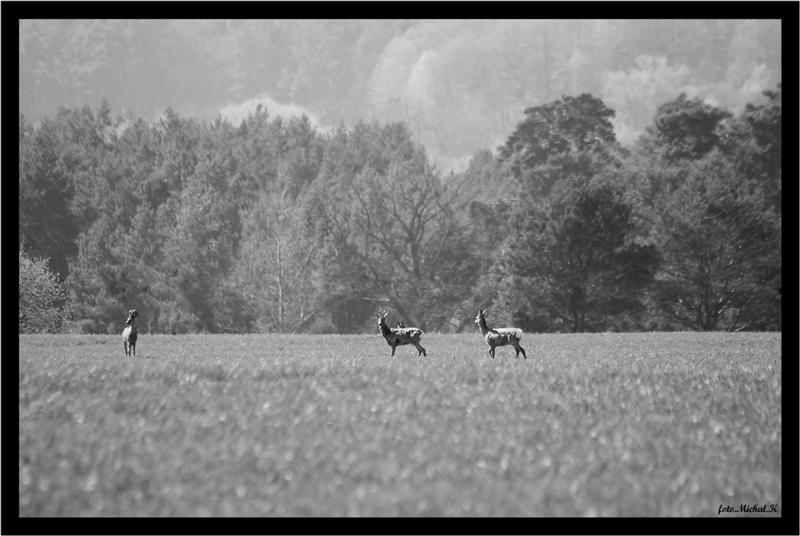 www.fotohaku.pl