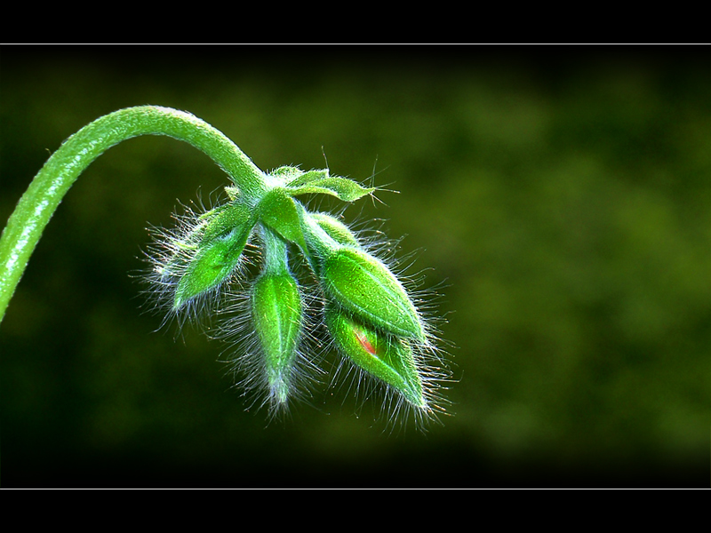 Pelargonium grandiflorum