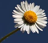 white flower - blue sky