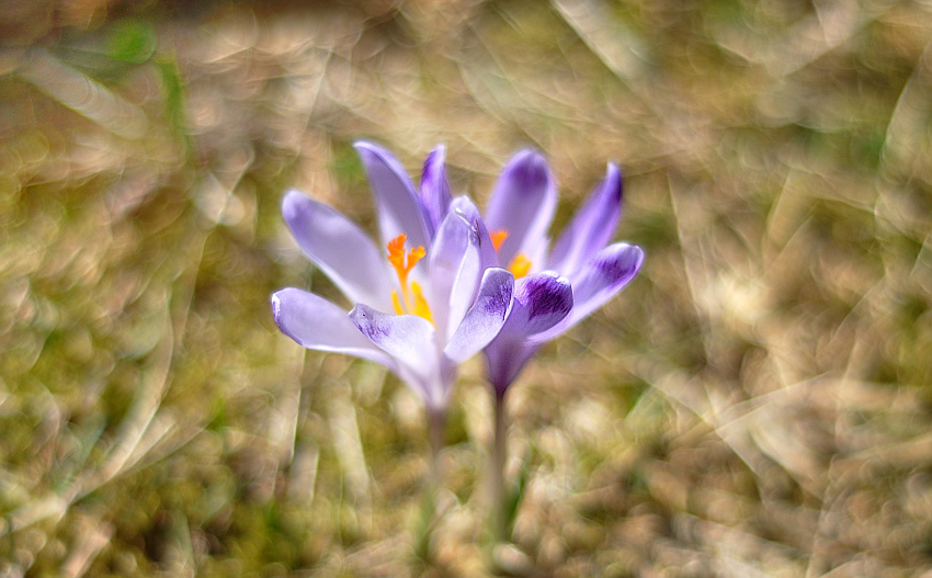 Krokus z doliny chochołowskiej