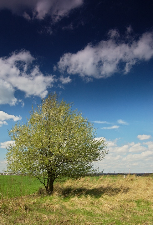 Śląsk