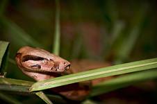 Boa dusiciel (Boa constrictor)