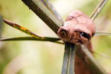 Boa dusiciel (Boa constrictor)