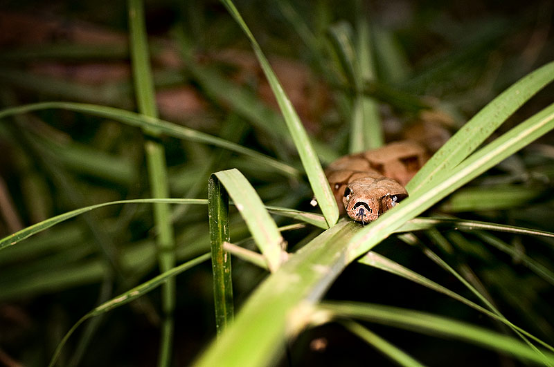 Boa dusiciel (Boa constrictor)