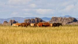 Mongolia