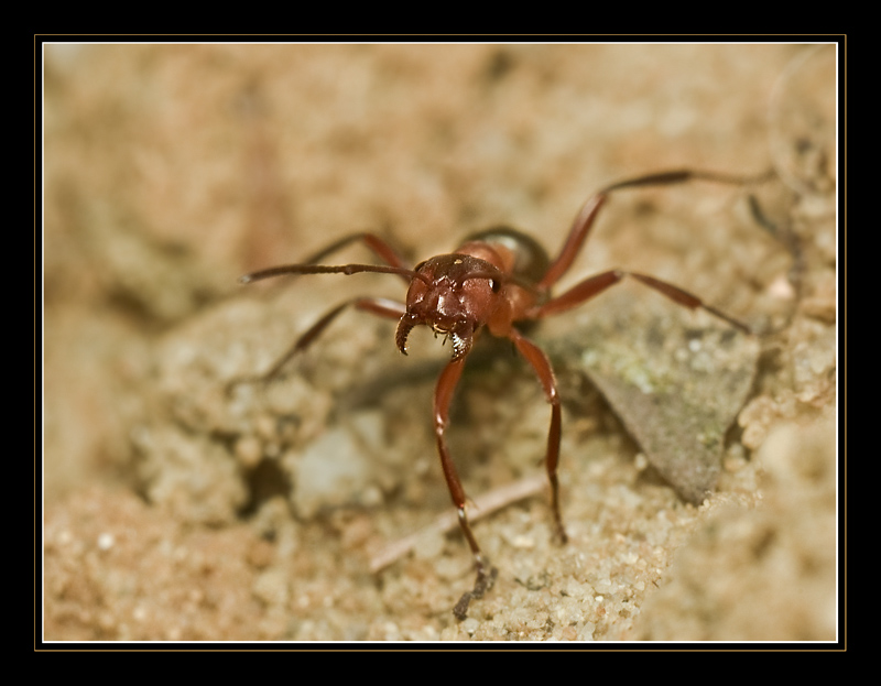 Formica Spp. wściekła