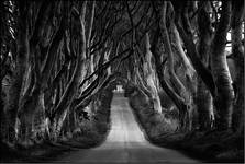 Dark Hedges