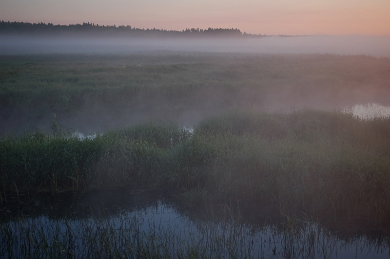 Narew