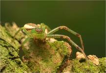 Diaea dorsata (Cofnik)