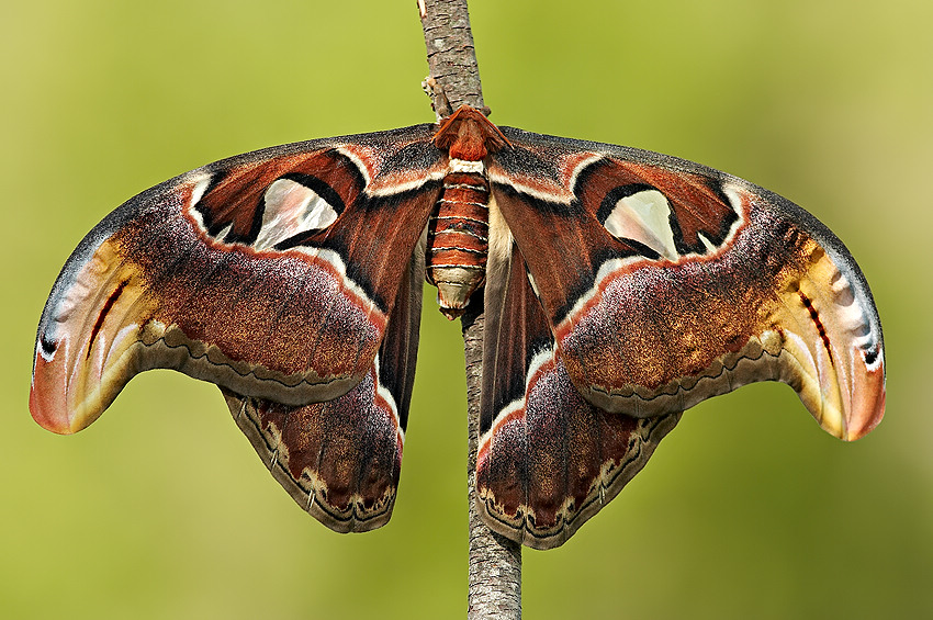 Attacus atlas